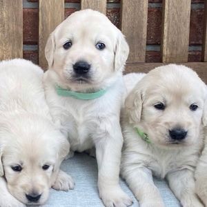 Meet your Posher, Posh